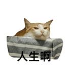 Be my cat（個別スタンプ：10）