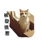 Be my cat（個別スタンプ：11）