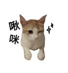 Be my cat（個別スタンプ：12）