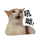 Be my cat（個別スタンプ：13）