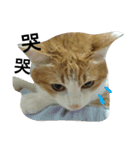 Be my cat（個別スタンプ：19）