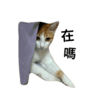 Be my cat（個別スタンプ：20）