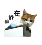 Be my cat（個別スタンプ：21）