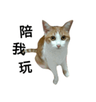 Be my cat（個別スタンプ：24）