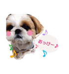 からあげ君 シーズー1（個別スタンプ：1）