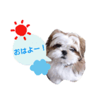 からあげ君 シーズー1（個別スタンプ：2）