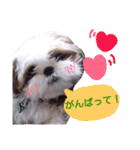 からあげ君 シーズー1（個別スタンプ：3）