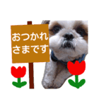 からあげ君 シーズー1（個別スタンプ：5）