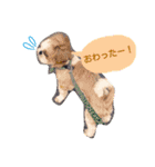 からあげ君 シーズー1（個別スタンプ：6）