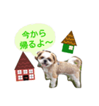 からあげ君 シーズー1（個別スタンプ：7）