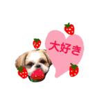 からあげ君 シーズー1（個別スタンプ：12）
