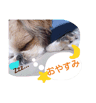からあげ君 シーズー1（個別スタンプ：16）