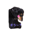 うちのももちゃん1（個別スタンプ：1）