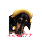 うちのももちゃん1（個別スタンプ：2）