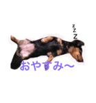 うちのももちゃん1（個別スタンプ：4）