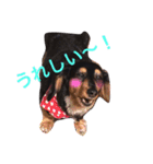 うちのももちゃん1（個別スタンプ：8）