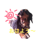 うちのももちゃん1（個別スタンプ：11）