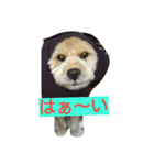 犬との日常生活（個別スタンプ：1）