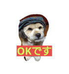 犬との日常生活（個別スタンプ：2）