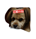 犬との日常生活（個別スタンプ：3）