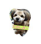 犬との日常生活（個別スタンプ：4）