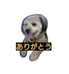 犬との日常生活（個別スタンプ：5）
