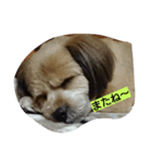 犬との日常生活（個別スタンプ：6）