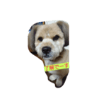 犬との日常生活（個別スタンプ：8）