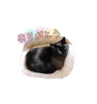 黒猫ゆきちの毎日（個別スタンプ：1）