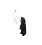 黒猫ゆきちの毎日（個別スタンプ：9）