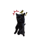 黒猫ゆきちの毎日（個別スタンプ：24）
