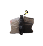 黒猫ゆきちの毎日（個別スタンプ：28）