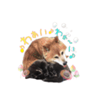 黒猫ゆきちの毎日（個別スタンプ：34）