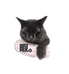 黒猫ゆきちの毎日（個別スタンプ：37）