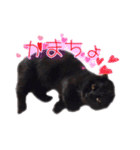 黒猫ゆきちの毎日（個別スタンプ：38）