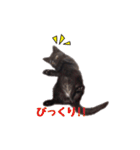 黒猫ゆきちの毎日（個別スタンプ：39）