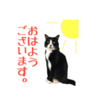 ハチワレ猫のマロンくんPart2（個別スタンプ：1）