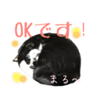 ハチワレ猫のマロンくんPart2（個別スタンプ：3）