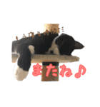 ハチワレ猫のマロンくんPart2（個別スタンプ：5）