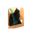 ハチワレ猫のマロンくんPart2（個別スタンプ：8）