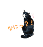ハチワレ猫のマロンくんPart2（個別スタンプ：10）