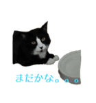 ハチワレ猫のマロンくんPart2（個別スタンプ：12）
