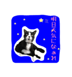 ハチワレ猫のマロンくんPart2（個別スタンプ：16）