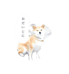 nyannyanwan（個別スタンプ：1）