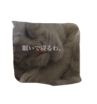 nyannyanwan（個別スタンプ：5）