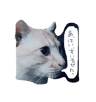 nyannyanwan（個別スタンプ：6）