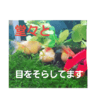 MAROONAQUARIUM（個別スタンプ：1）