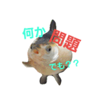 MAROONAQUARIUM（個別スタンプ：2）