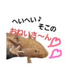 MAROONAQUARIUM（個別スタンプ：3）