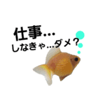 MAROONAQUARIUM（個別スタンプ：5）
